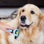 Picture of Deshedding Tool & Pet Grooming Brush for Small, Medium & Large Dogs, Cats & Horses With Short to Long Hair