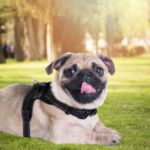 Picture of Dog Harness Adjustable Mesh Pet Chest Strap No Pull Puppy Vest Harness Breathable Soft Padded for Large Medium & Small Dogs (Black & Red)