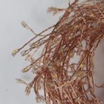 Picture of 240 LED Copper Wire Cluster Fairy String Lights